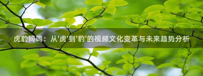 蜘蛛体育nba直播：虎豹同鸣：从\'虎\'到\'豹\'的视频文化变革与未来趋势分析