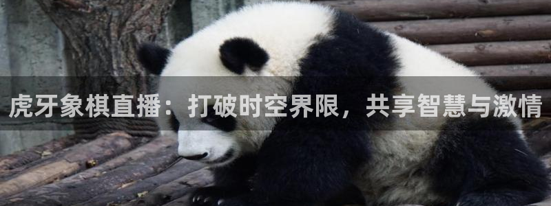 蜘蛛直播体育nba直播在线：虎牙象棋直播：打破时空界限，共享智慧与激情